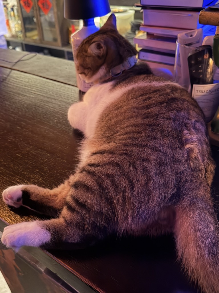 酒吧老板的社牛猫,每点一杯酒就要来看看我喝的啥。